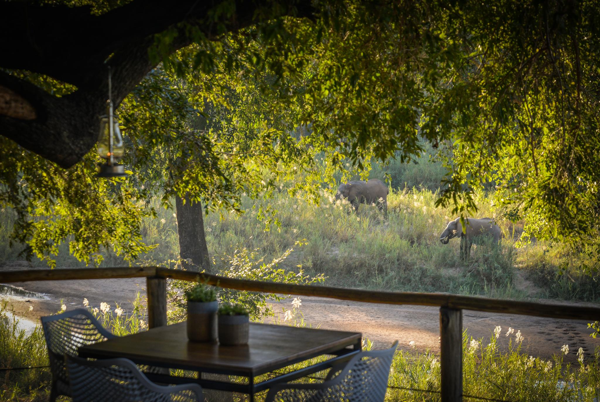 Lion Sands Narina Lodge เขตอนุรักษ์พันธุ์สัตว์ป่าซาบีแซนด์ ภายนอก รูปภาพ