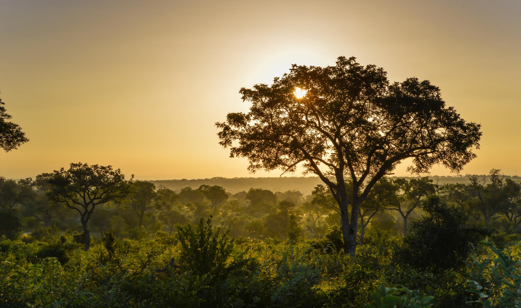 Lion Sands Narina Lodge เขตอนุรักษ์พันธุ์สัตว์ป่าซาบีแซนด์ ภายนอก รูปภาพ