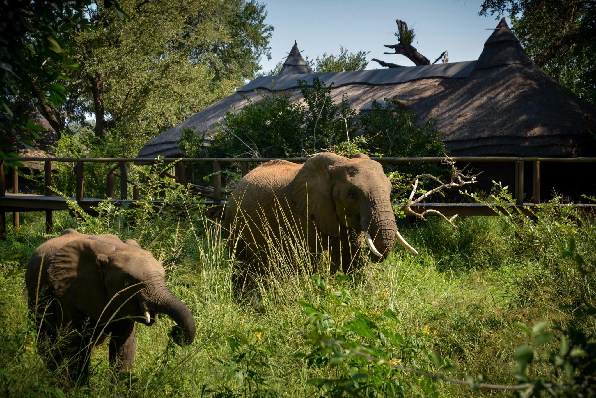 Lion Sands Narina Lodge เขตอนุรักษ์พันธุ์สัตว์ป่าซาบีแซนด์ ภายนอก รูปภาพ