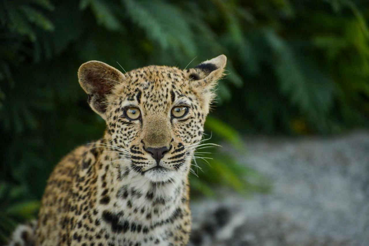 Lion Sands Narina Lodge เขตอนุรักษ์พันธุ์สัตว์ป่าซาบีแซนด์ ภายนอก รูปภาพ