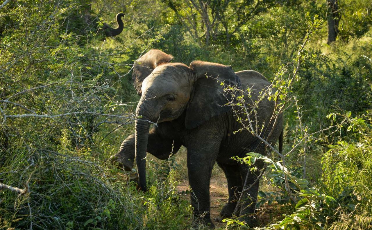 Lion Sands Narina Lodge เขตอนุรักษ์พันธุ์สัตว์ป่าซาบีแซนด์ ภายนอก รูปภาพ